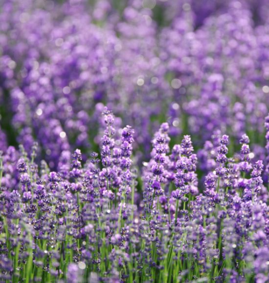 How to Grow Lavender Indoors A Guide for Beginners